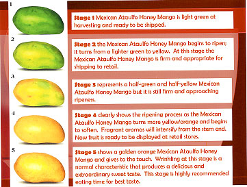 Mango Ripening Chart