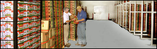 Inspecting mangos in our warehouse